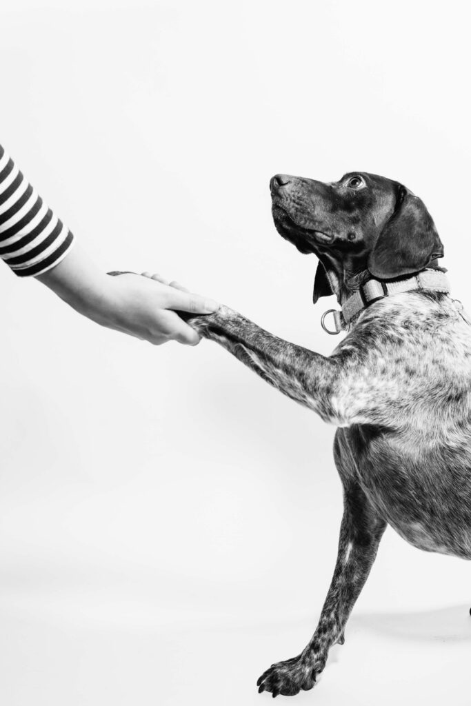  pet owner holding the dog’s hand image