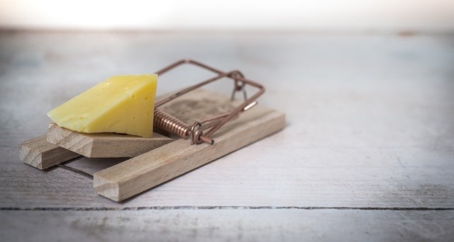 A mouse trap with cheese.