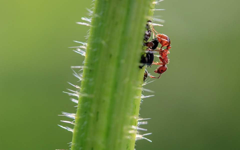 An ant on a plant.