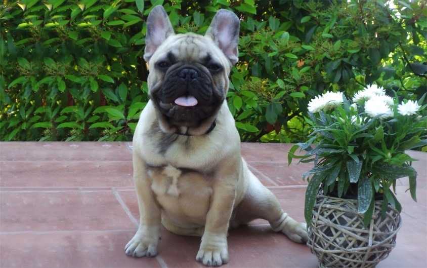 Frenchies as Pets? You Bet!