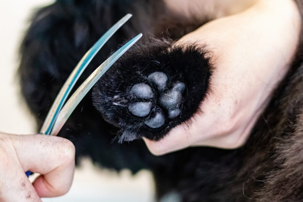 black paws with scissors