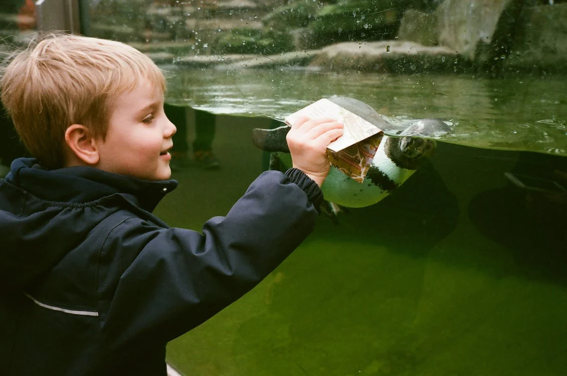 5 Reasons Why Fish for Kids Make Great Starter Pets