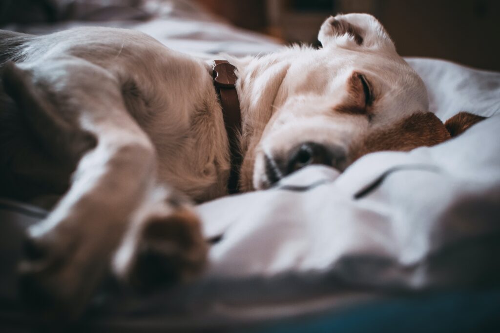 Close-Up Photo of Sleeping Dog image
