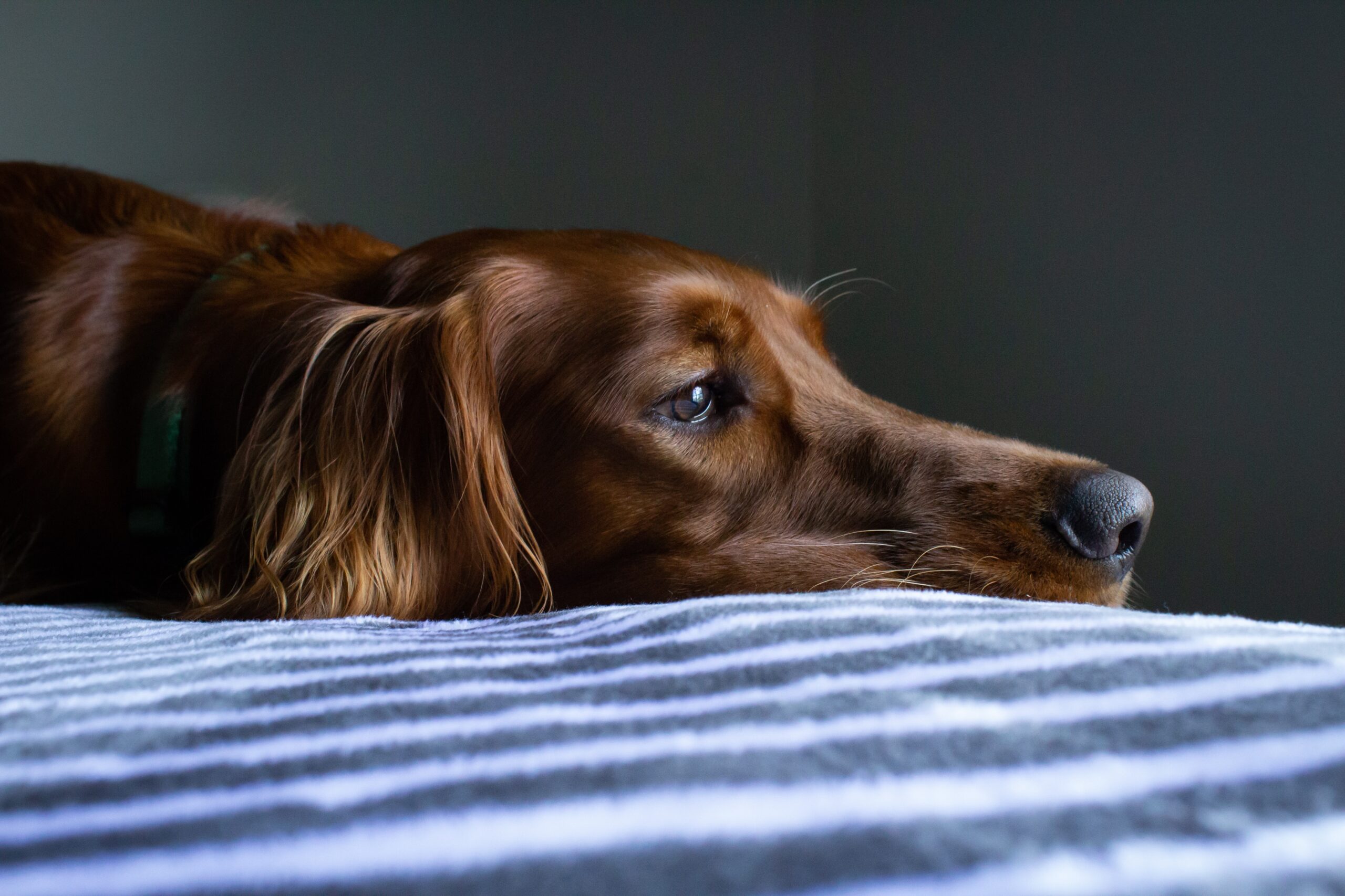 short-coat brown dog lying on a blue and white striped bedspread image