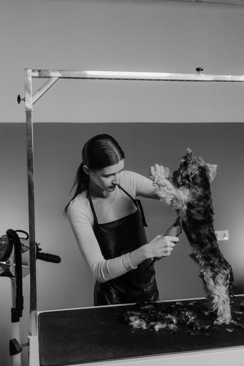 A woman grooming a dog closeup photo