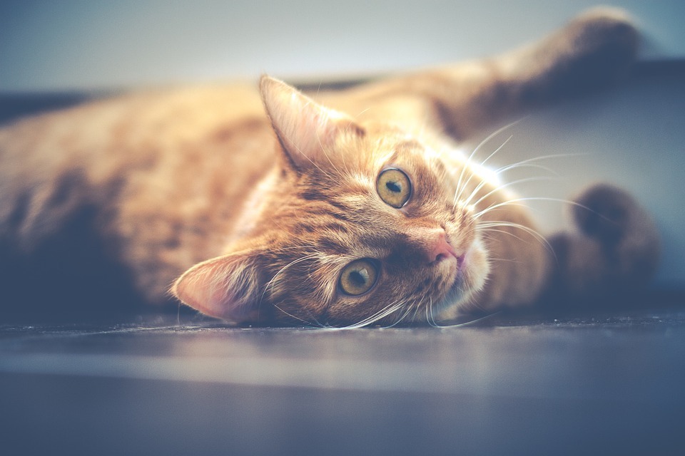 Top 10 Things You Are Doing That Are Stressing Out Your Cat