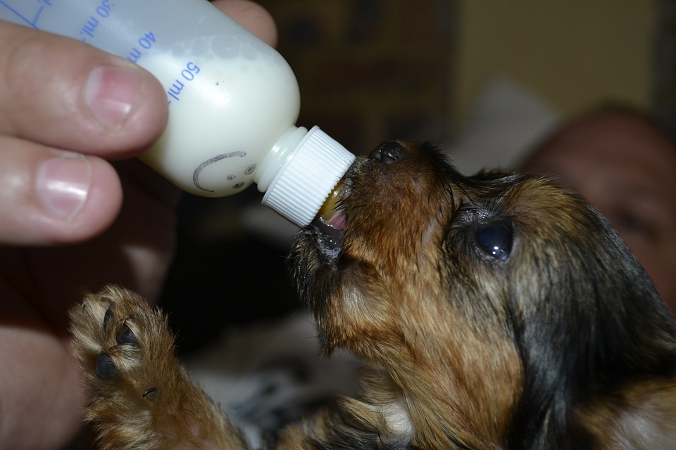 6 Tips on Feeding Your Puppies