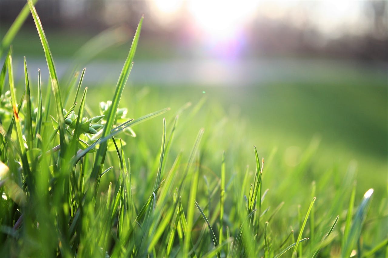 Post-Winter Lawn Care: 10 Tasks to Accomplish in Spring and Summer