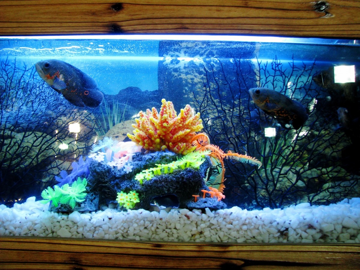More Information On Lighting Requirements For Planted Aquariums