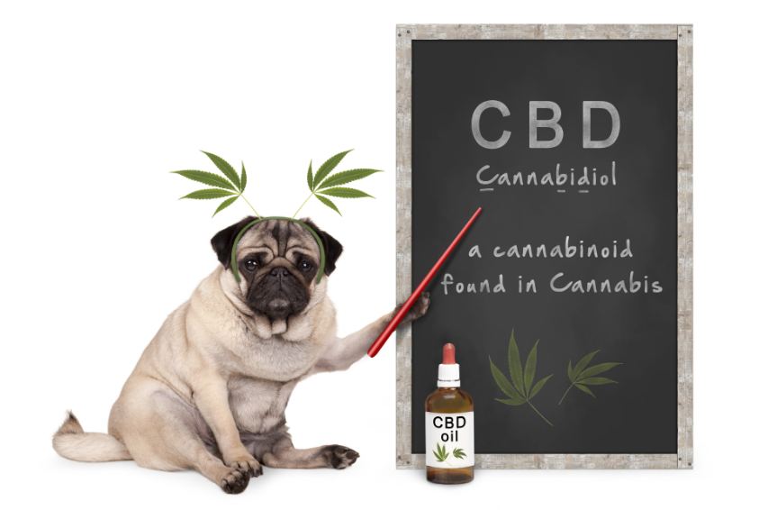 Pet Care: The Truth About Using CBD Oil For Your Animal’s Health