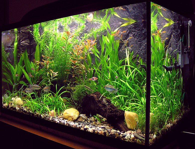A freshwater aquarium with plants and various tropical fish