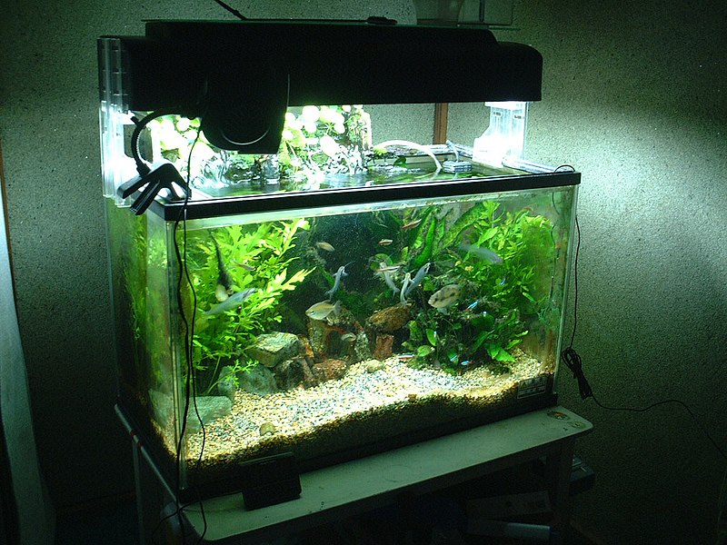 An 80-litre home aquarium