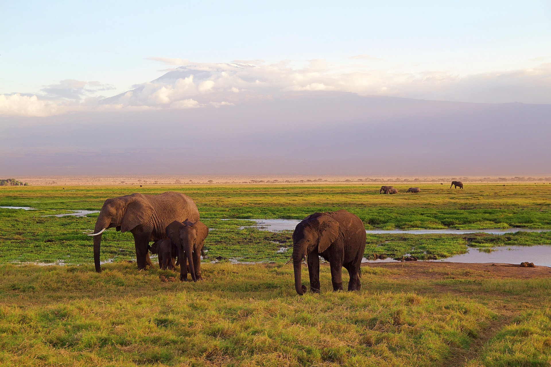 Elephants on grassland