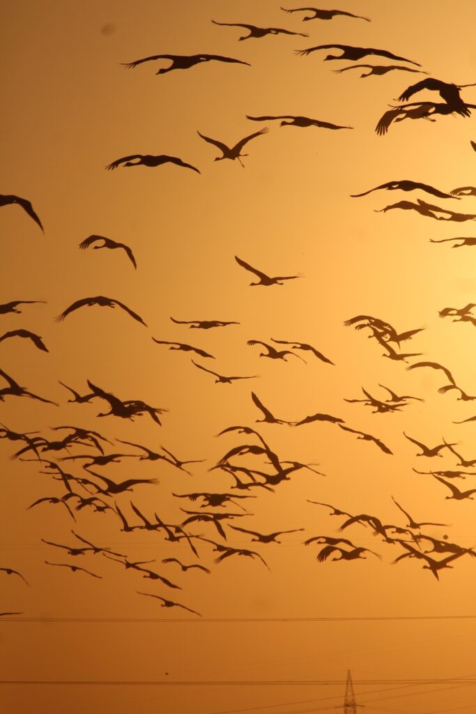 Silhouette of birds flying