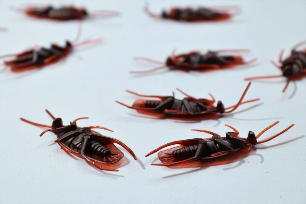 Cockroaches on white background image