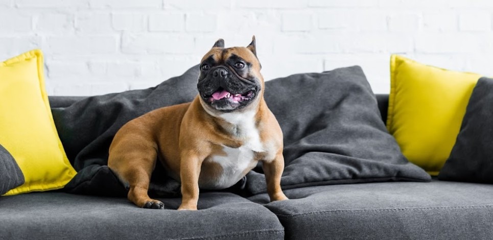 How To Choose The Right Furniture If You Have A Pet Dog