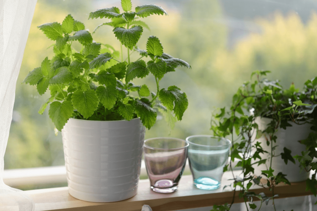 Purifying Natural Plants