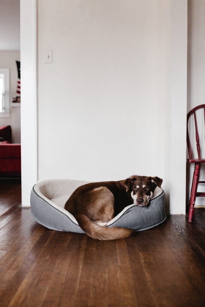 dog lying in a pet bed image
