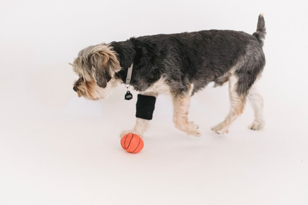 A dog playing with a ball