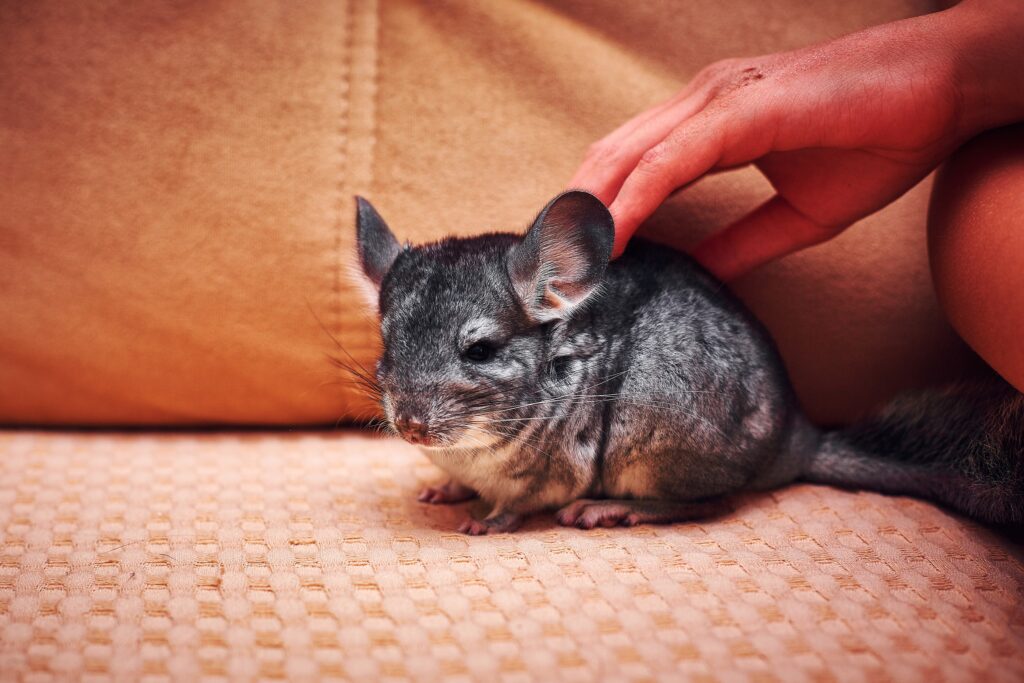 A Person Petting A Long-Tailed Chinchilla image