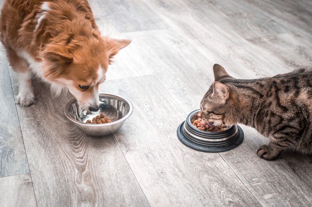 dog and a cat are eating together from a bowl of food. Pet food concept