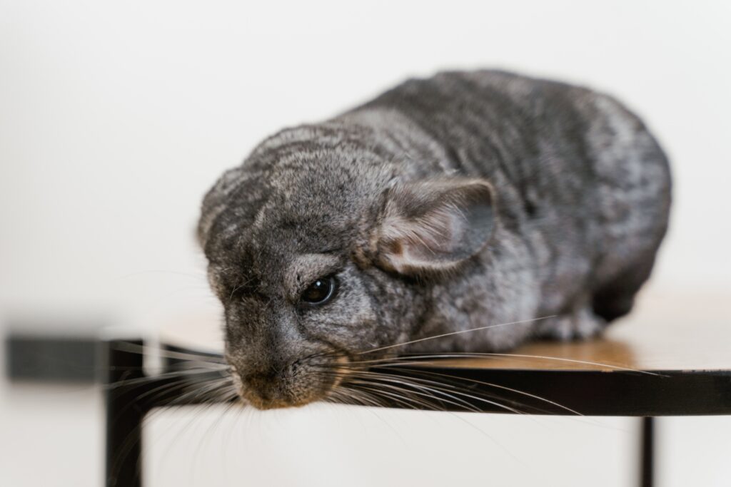 Long Tailed Chinchilla On A Chair image
