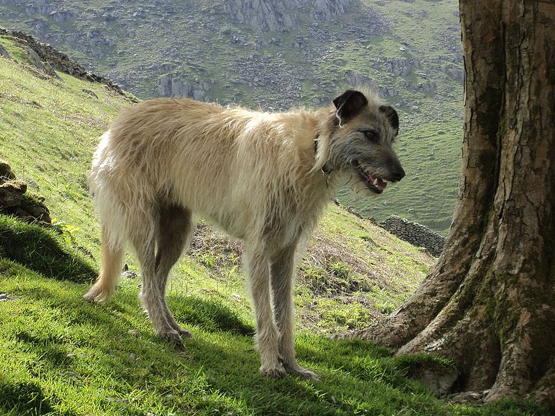 Long haired Lurcher image