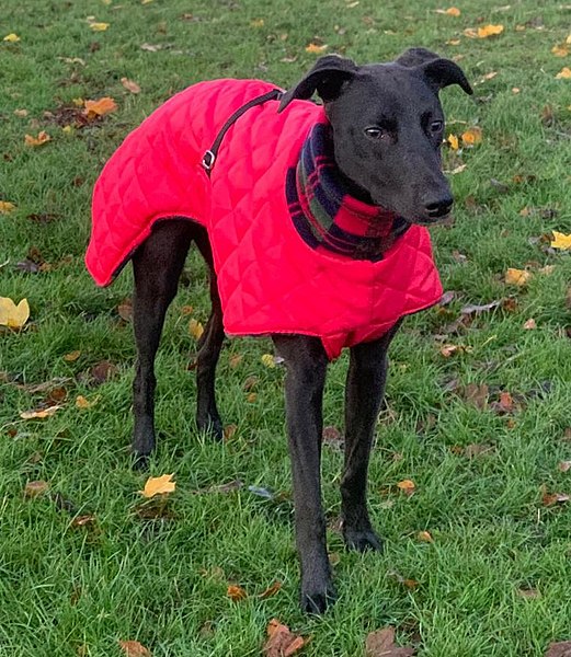 Lurcher in cold weather clothing image