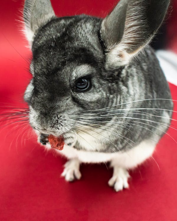 Where are Chinchillas from and What is Their History