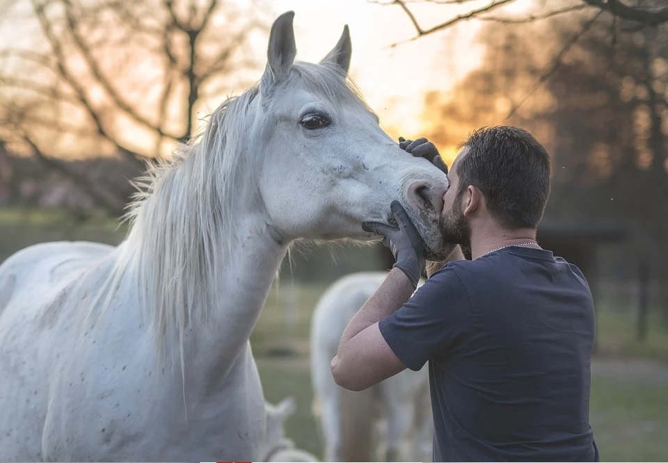 14 Ways to Calm Your Horse