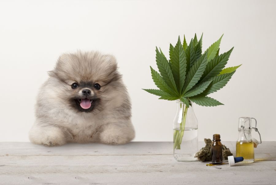 4 Benefits Of Giving CBD Dog Treats To Your Pets