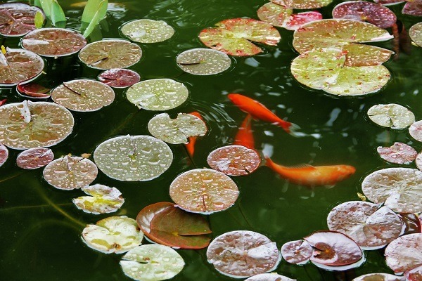 How to Maintain Your Fish Pond and Keep the Water Clean