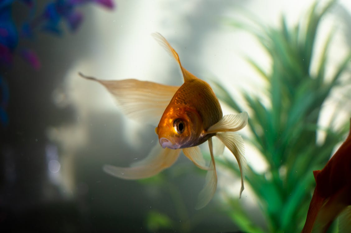 Selecting Your Aquarium Goldfish Food