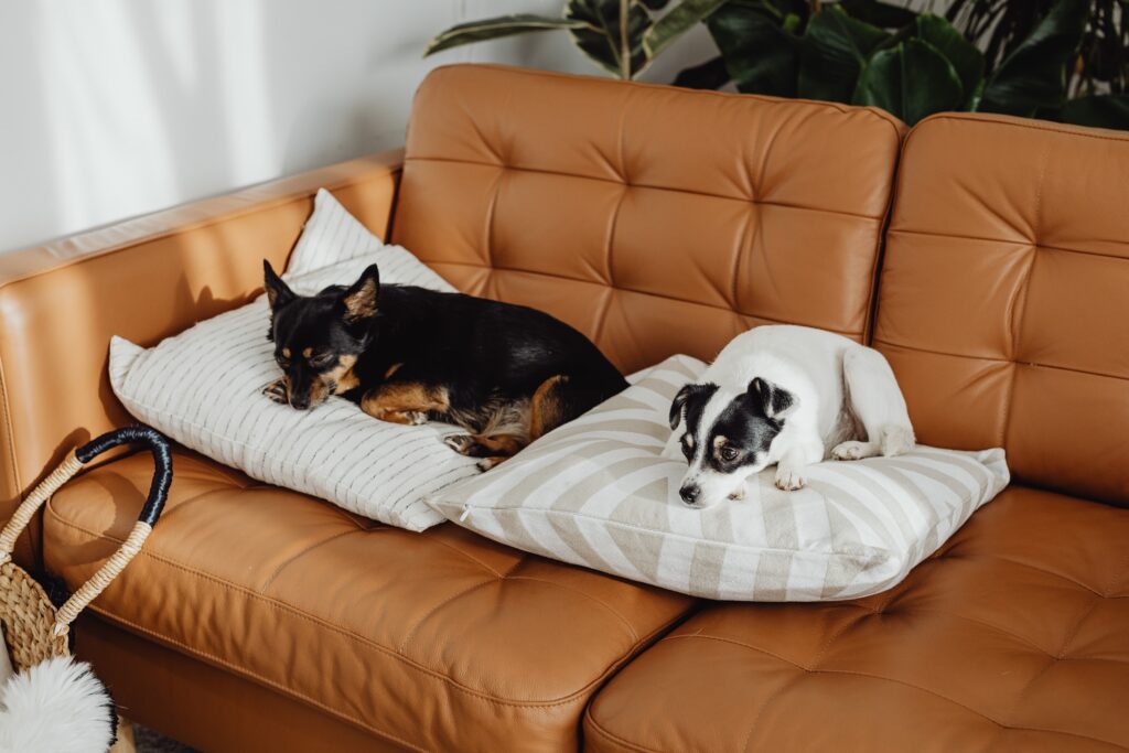 Two dogs sleeping on separate pillows image