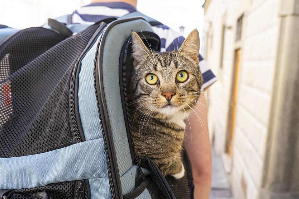 Alt tag: cat travelling in a backpack