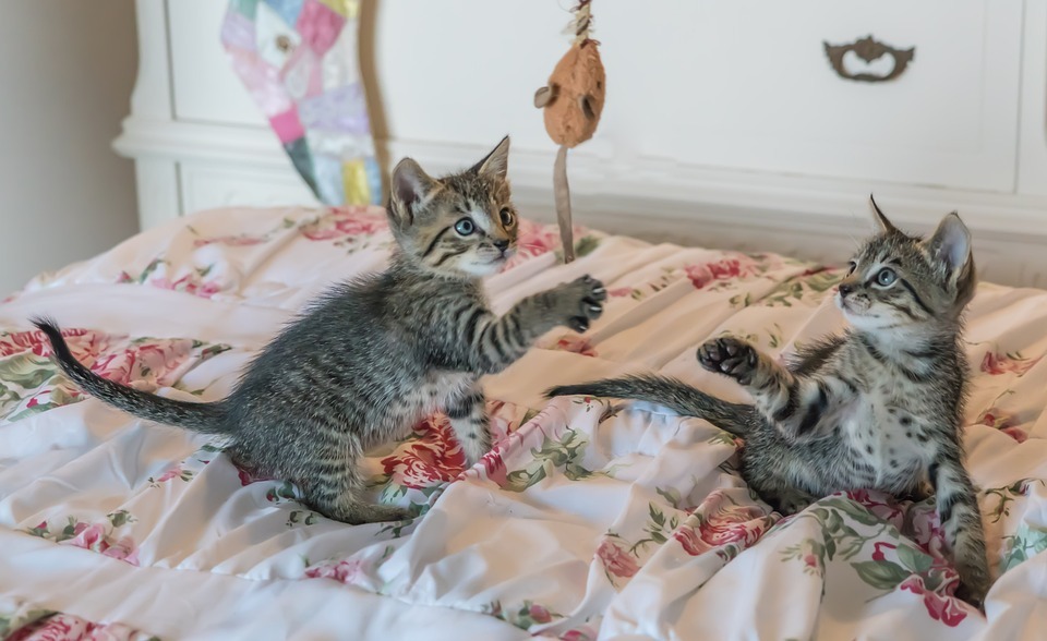 cats playing on the bed