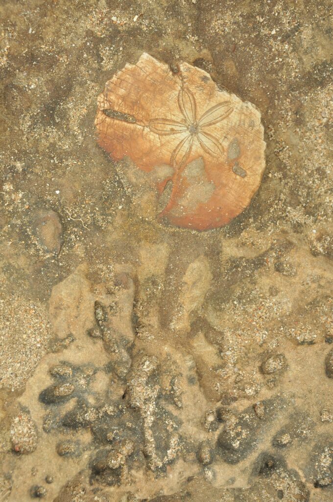 fossil and sand image