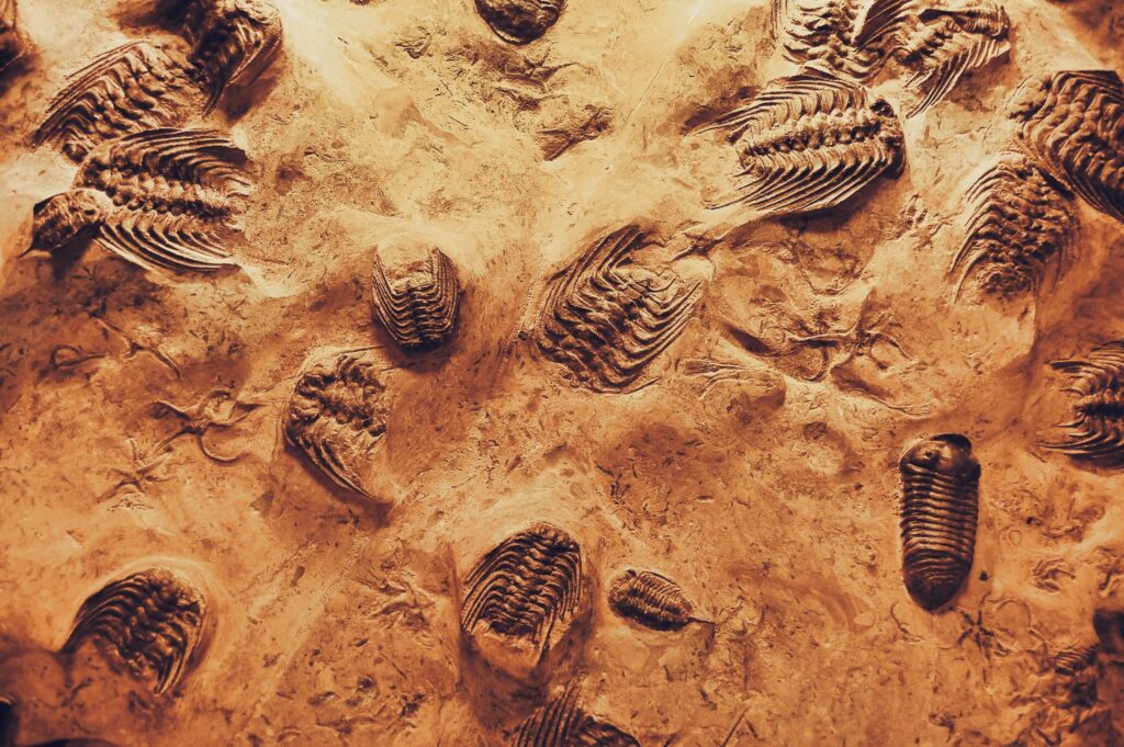 fossils closeup image