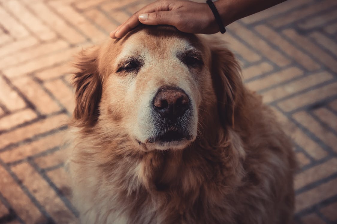 5 Signs You Should Try CBD Supplementation For Your Senior Dog