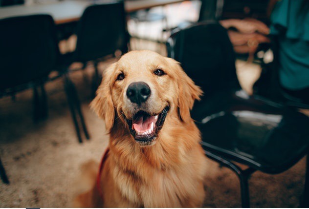 Everything You Need to Know About Service Dogs and Emotional Support Animals