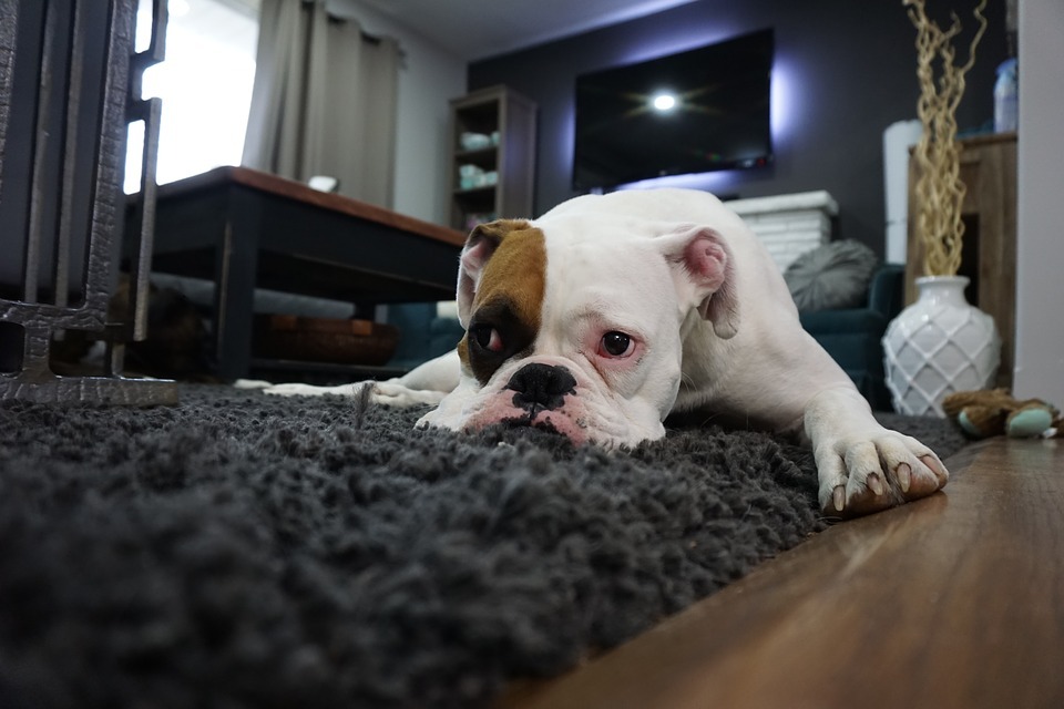 House Cleaning Tips Every Pet Owner Should Know