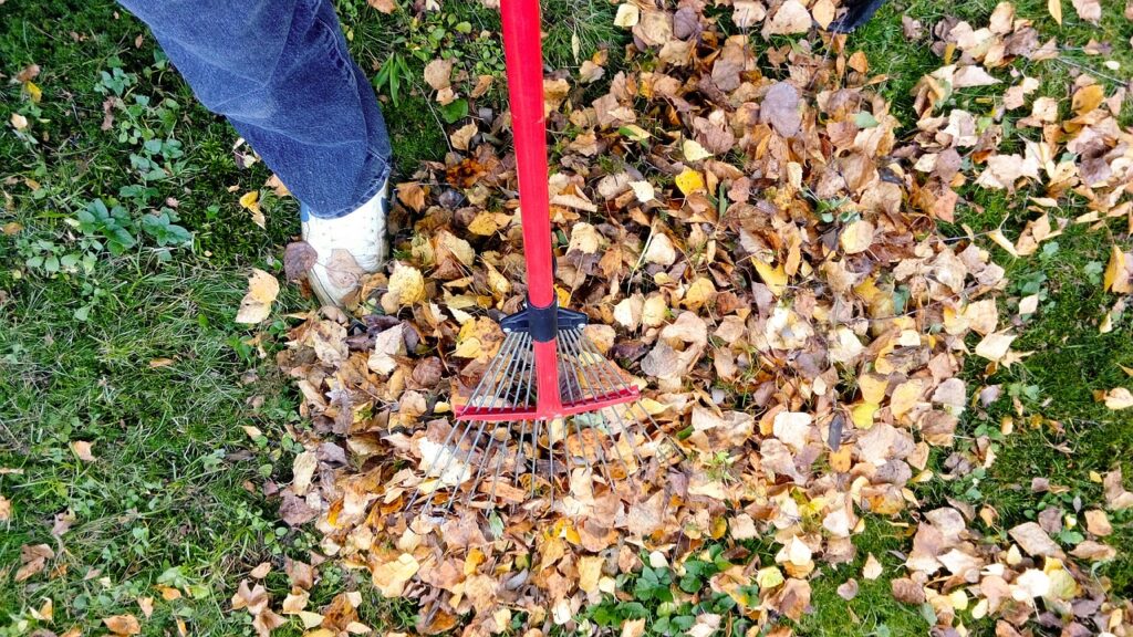 Raking fall autumn rake leaf image