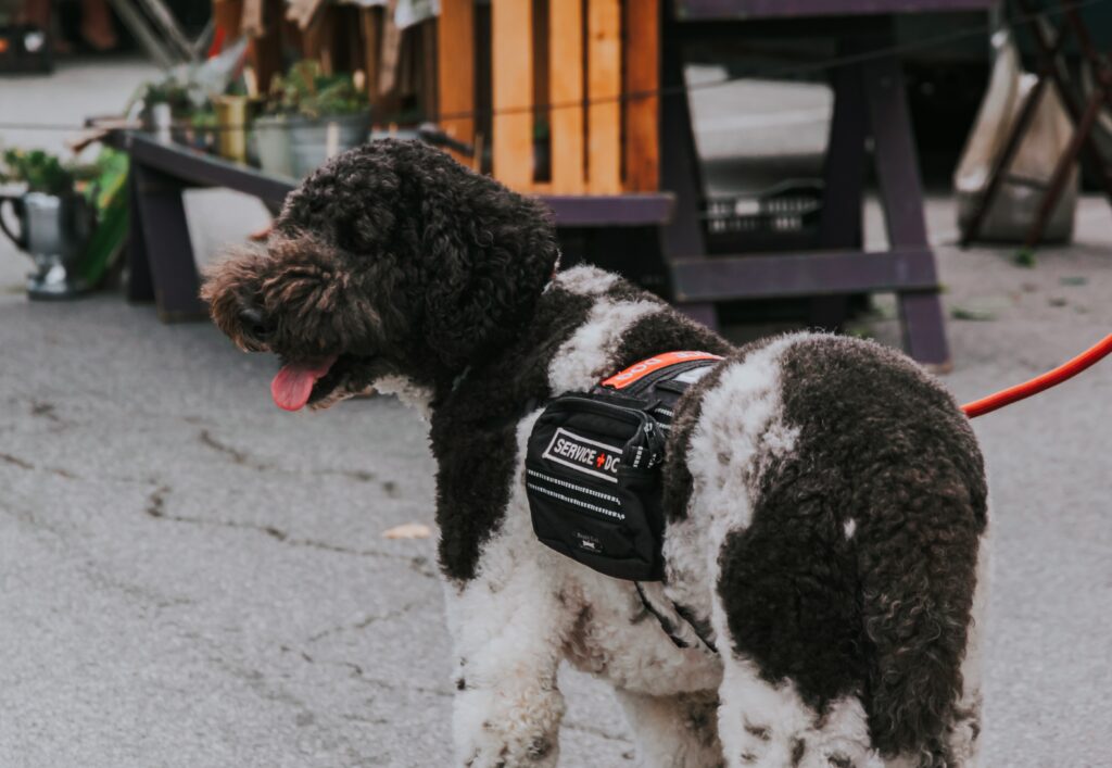 a black and white poodle with strap bag labeled as “service+dog”