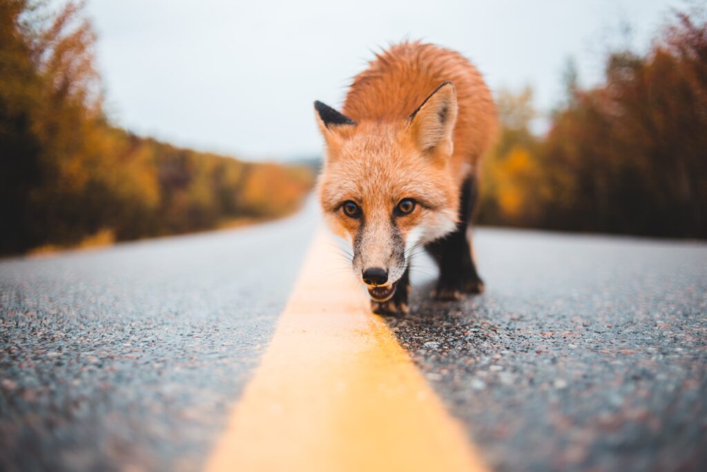 A fox on the road