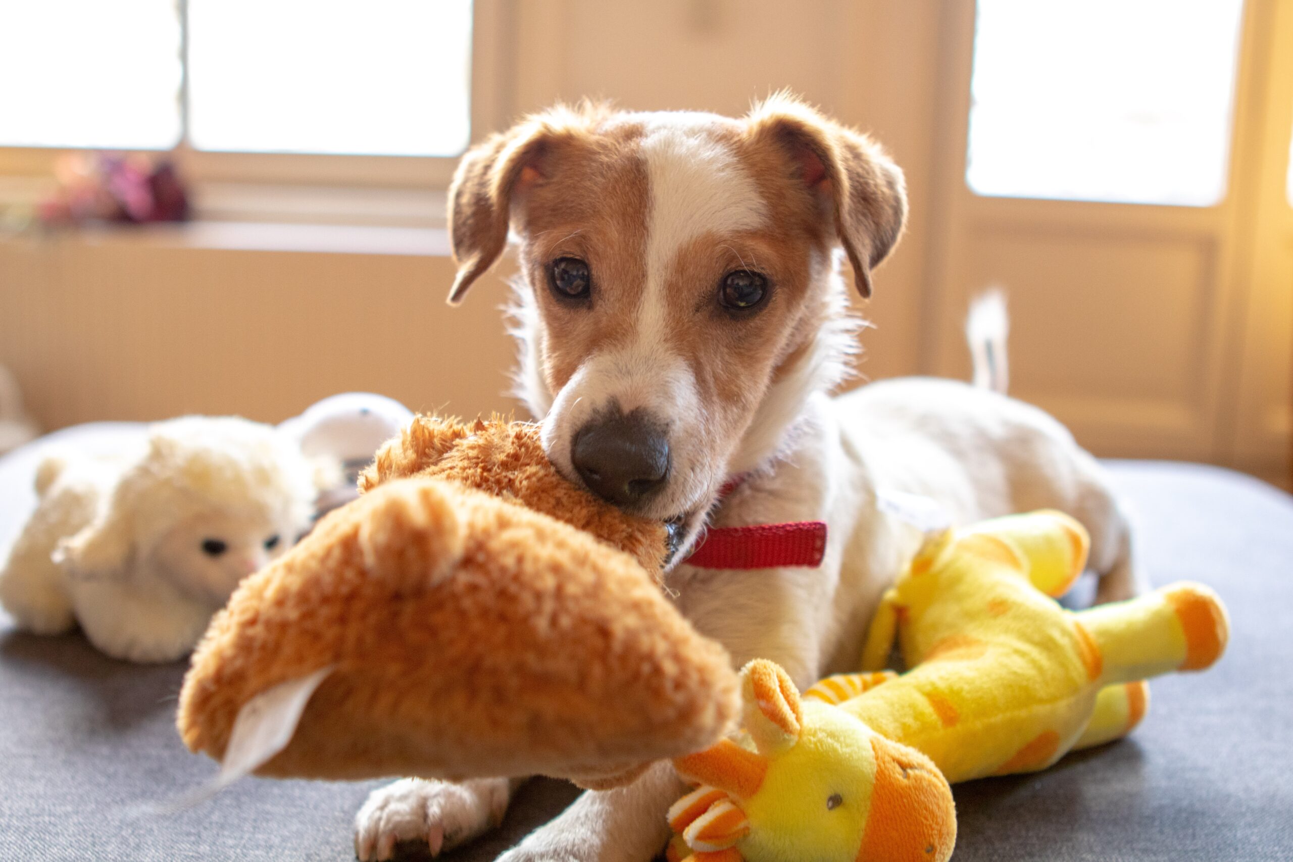 jack russel terrier playing with his toys