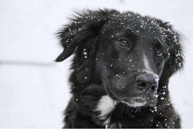 6 Tips to Take Care of Your Pet in Winters