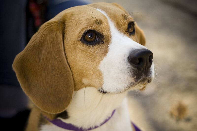 Beagle image