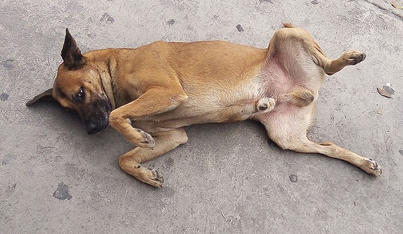 Mexican street mutt image