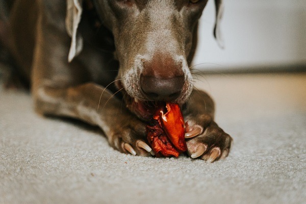 The Advantages Of Feeding Fresh Food To Your Canine Pet