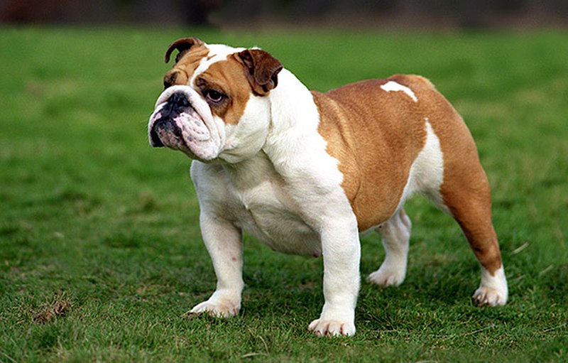 bulldog image
